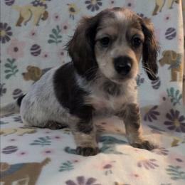 Papaya the Cream Sable Piebald Girl - Sable female Dachshund puppy in Pelion, South Carolina from Doitsujin Dachshunds