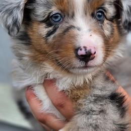 Mustang - Blue merle female Miniature Australian Shepherd puppy in Lithia, Florida from Waterford Doodle Farm