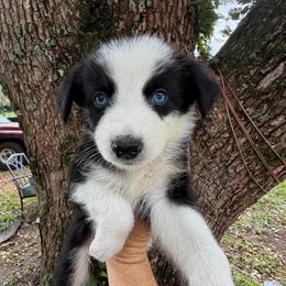Boy 2 - Black tri-color male Australian Shepherd puppy in Lakeland, Florida from Infinite Aussies