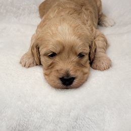 Goldendoodle Puppies from Lake Village Doodles