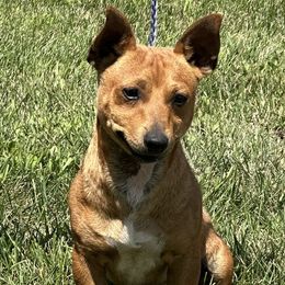 Taco - Teddy Roosevelt Terrier