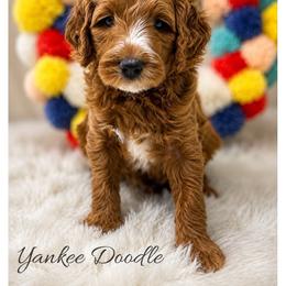 Yankee Doodle - Red  male Goldendoodle puppy in State Road, North Carolina from Must Love Doodles