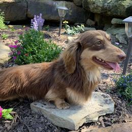Kirby - Dachshund