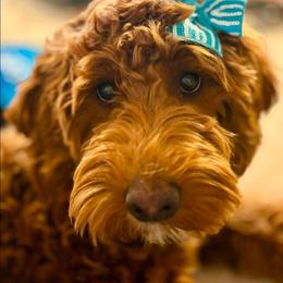 Marlee - Goldendoodle