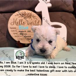 Blue - White male West Highland White Terrier puppy in Colorado from Busy Bee Westies