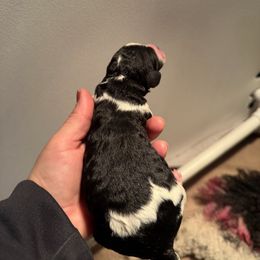 Black and white parti - Parti male Poodle puppy in Maryland from Hernwood Heelers & Poodles