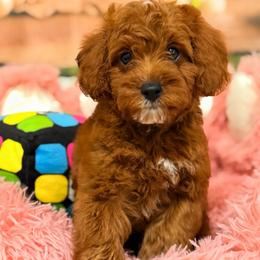 Snickers - Brown male Cavapoo puppy in Dickerson, Maryland from Pawsome Aussie Doodles and Oodles