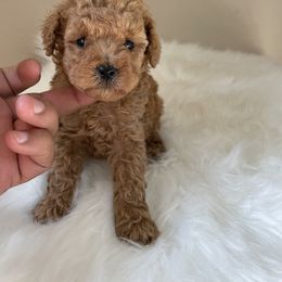 Maltese, Poodle, and Shih Tzu Puppies from Happy puppies