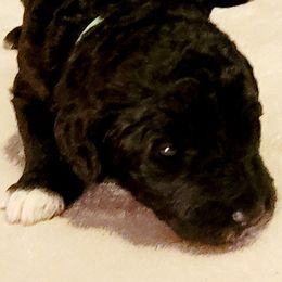 Goldendoodle Puppies from Magical Goldendoodles of Pioneer Valley, MA