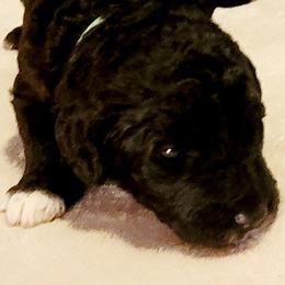 Goldendoodle Puppies from Magical Goldendoodles of Pioneer Valley, MA
