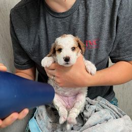 Poodle Puppies from Reuter Clan Poodles