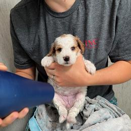 Poodle Puppies from Reuter Clan Poodles
