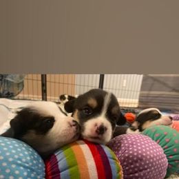 Pembroke Welsh Corgi Puppies from The Hope Ranch
