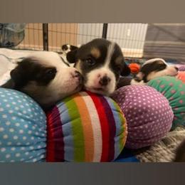 Pembroke Welsh Corgi Puppies from The Hope Ranch