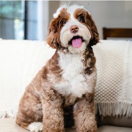 Alexandra - Bernedoodle
