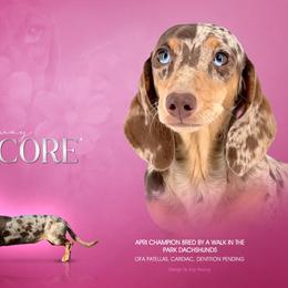 Encore - Dachshund