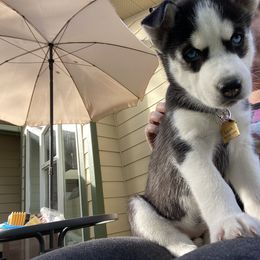 Siberian Husky Puppies from Phresh Pharm Husky Ranch