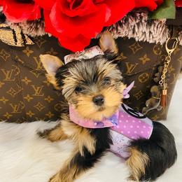 Yorkshire Terrier Puppies from Green Mountain Designer Yorkies