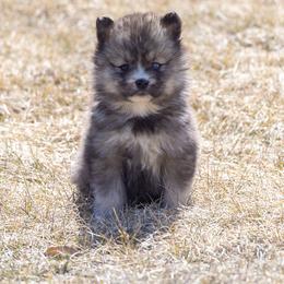 Pomsky Puppies from New World Pomskies