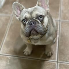 Louis - French Bulldog
