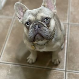 Louis - French Bulldog