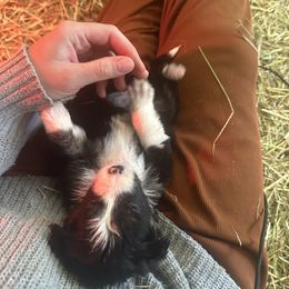 Newborn black and white girl - Black and white female Border Collie puppy in Grapeview, Washington from Athena’s Collies