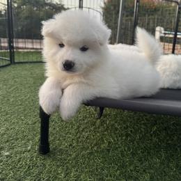 Samoyed Puppies from DelMar Dreams Samoyeds
