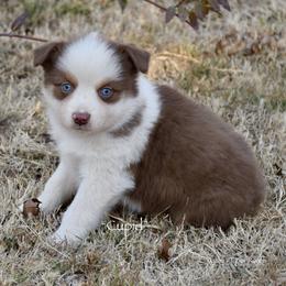 Cupid - Red merle male Miniature Australian Shepherd puppy in Evant, Texas from Lazy VT Bar Ranch