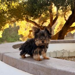Girl - Black and gold female Yorkshire Terrier puppy in Bakersfield, California from Yorkie To My Heart