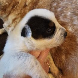 Jordan - Blue mottled male Australian Cattle Dog puppy in Sneedville, Tennessee from JoAnn's Australian Cattle Dogs