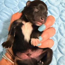 Cadbury - Black and tan male Pomeranian puppy in Clarksville, Tennessee from Bee Mine Maltipoos and Pomeranians