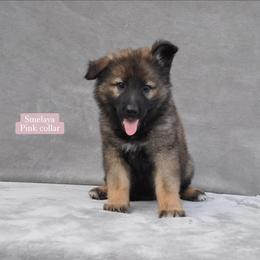 Smelaya - Sable female German Shepherd puppy in New Cambria, Missouri from Des Hausraben Shepherds