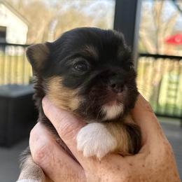 Jose' - Black and tan male Chihuahua puppy in Molino, Florida from Pensacola Chi Garden