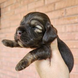 AKC Schroeder Brown tan sable - Brown and tan male Cocker Spaniel puppy in New Market, Tennessee from Down in the Holler