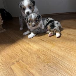 Miniature Australian Shepherd and Toy Australian Shepherd Puppies from Columbia Coast Toy & Mini Aussies