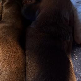 Cupid - Red female Dachshund puppy in Chino Hills, California from Wooofyland LLC