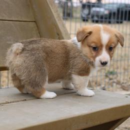 Payday - Red male Pembroke Welsh Corgi puppy in Paradise, Texas from Corgis in Paradise
