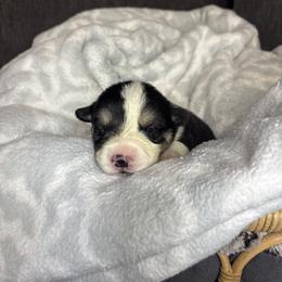 Mufasa - Black and tan male Pembroke Welsh Corgi puppy in Washington from KB Corgis