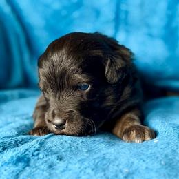 Green collar - Black tri male Miniature Australian Shepherd puppy in 32046, Florida from River Hill Ranch