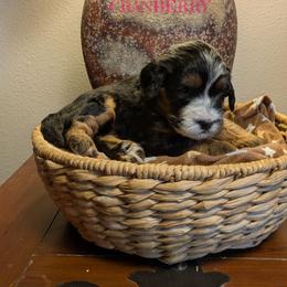 Cranberry - Tri-color female Bernedoodle puppy in Cambridge, Minnesota from Country Meadow Doodles