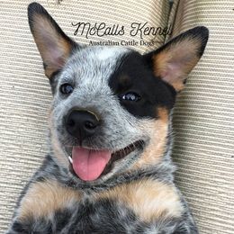 Australian Cattle Dog Puppies from McCall's Mississippi Blue Heelers