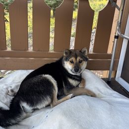 Ruff - Shiba Inu