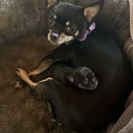 Girl 2 - Black and tan female Chihuahua puppy in Anoka, Minnesota from Anoka County MN AKC Chihuahuas