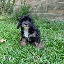 Slate - Black and white male Cockapoo puppy in Sunset, Louisiana from Cano Cockapoos