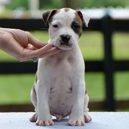 Prime - Brown brindle male American Staffordshire Terrier puppy in St. Augustine, Florida from LBK & Ancient City