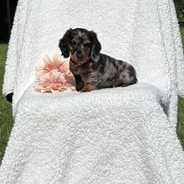 Rocky - Dapple male Dachshund puppy in Terre Hill, Pennsylvania from Pine Grove Dachshund