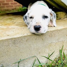 Dalmatian Puppies from Dalmatian Creation