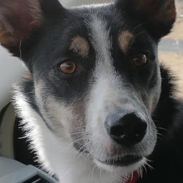 Border Collies from Whistlemir Sheepdogs