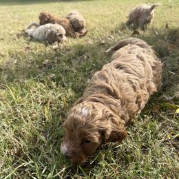 Cockapoo puppies from Goldenpaw Cockapoos