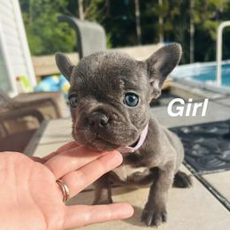 Girl A - Blue female French Bulldog puppy in Gulf Breeze, Florida from Bay Breeze Kennel